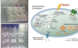 BiocideResistenc_FeatureImages