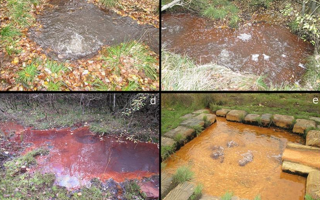 DeepBiosphere_FeatureImages