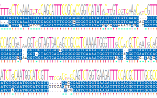 Nanopore_FeatureImages